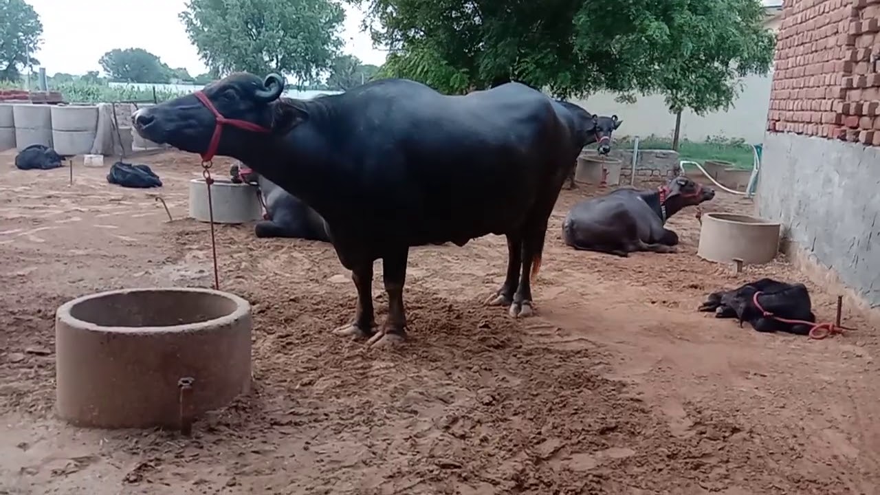 Buffalo feeding time management