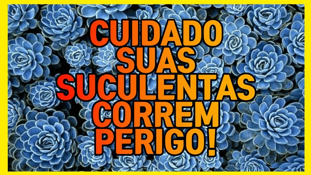 TUDO QUE VOCÊ PRECISA SABER PARA NÃO PERDER SUCULENTAS NESSE INVERNO DE 2022