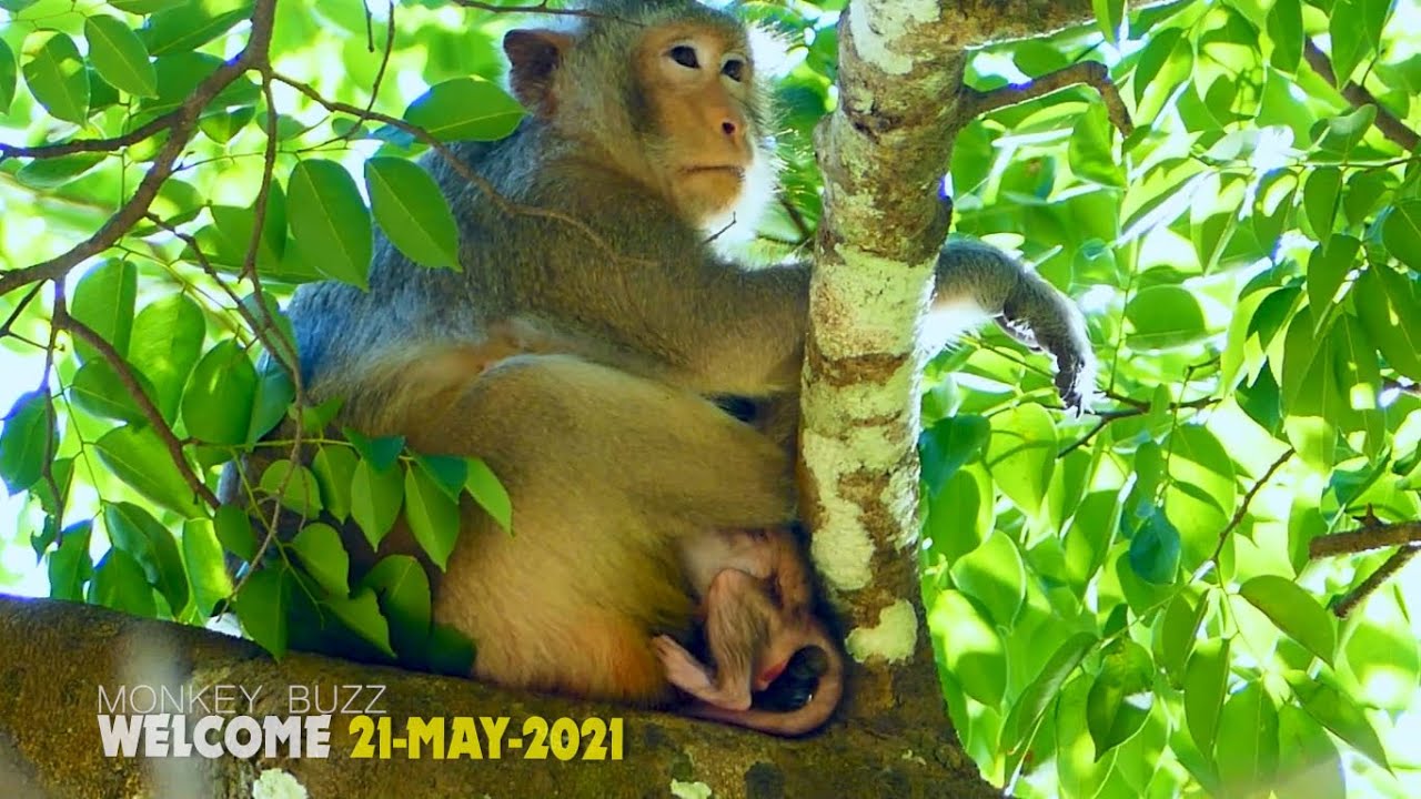 Finally mum Cruella got her first baby monkey, Cruella give a birth newborn baby monkey girl Cinn