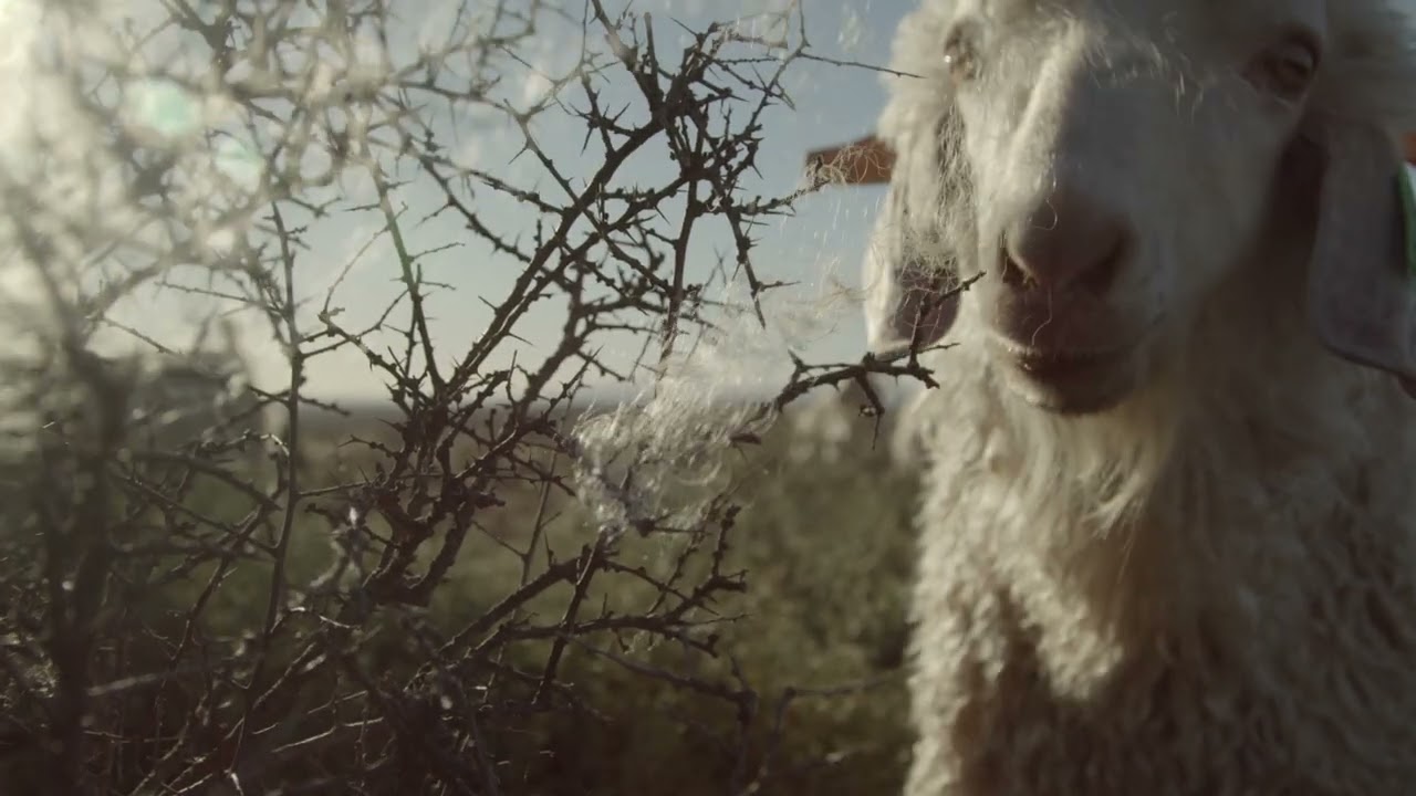 Behind POMOCA Skins - The Mohair Story
