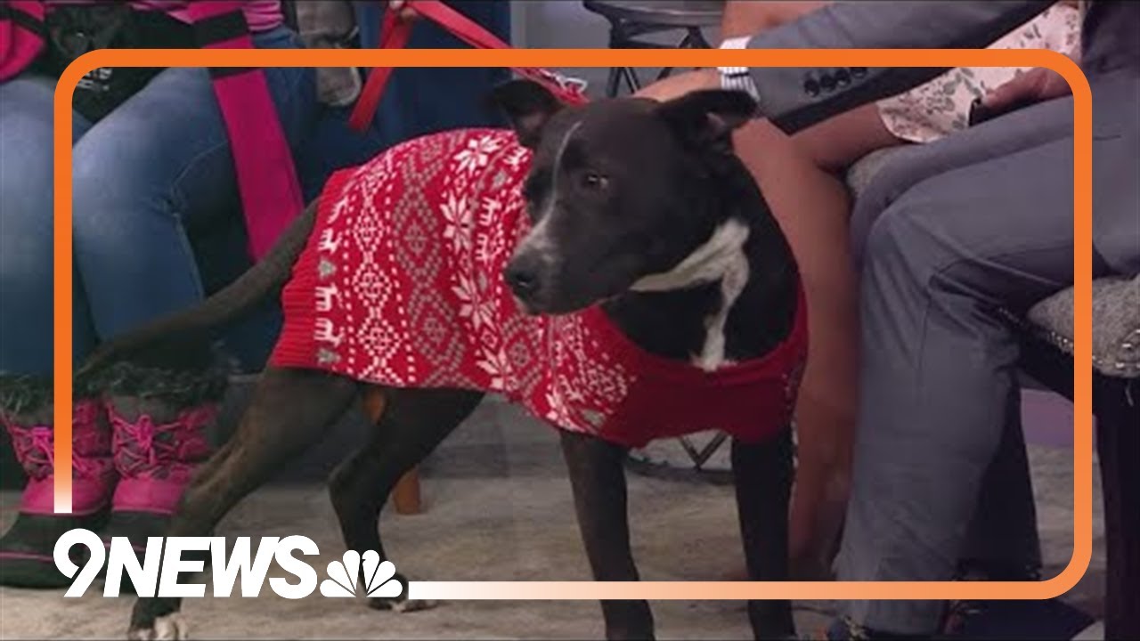 Sweet and playful pitbull-mix looking for family with older children