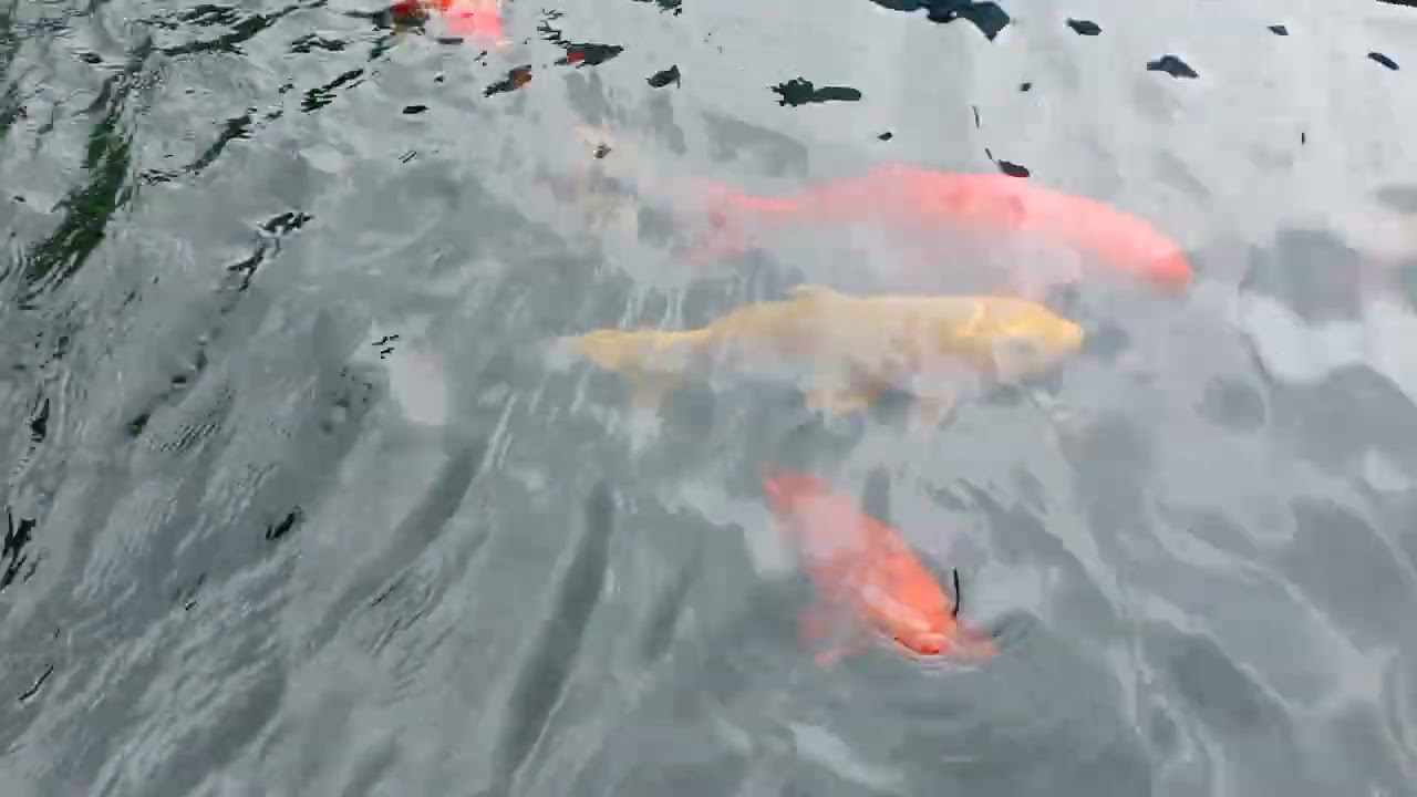 Ikan Koi Ikan Hias Kolam Summaba #ikanhias #ikankoi #koifish #koi #fish #ikankoidikolam #shortvideo