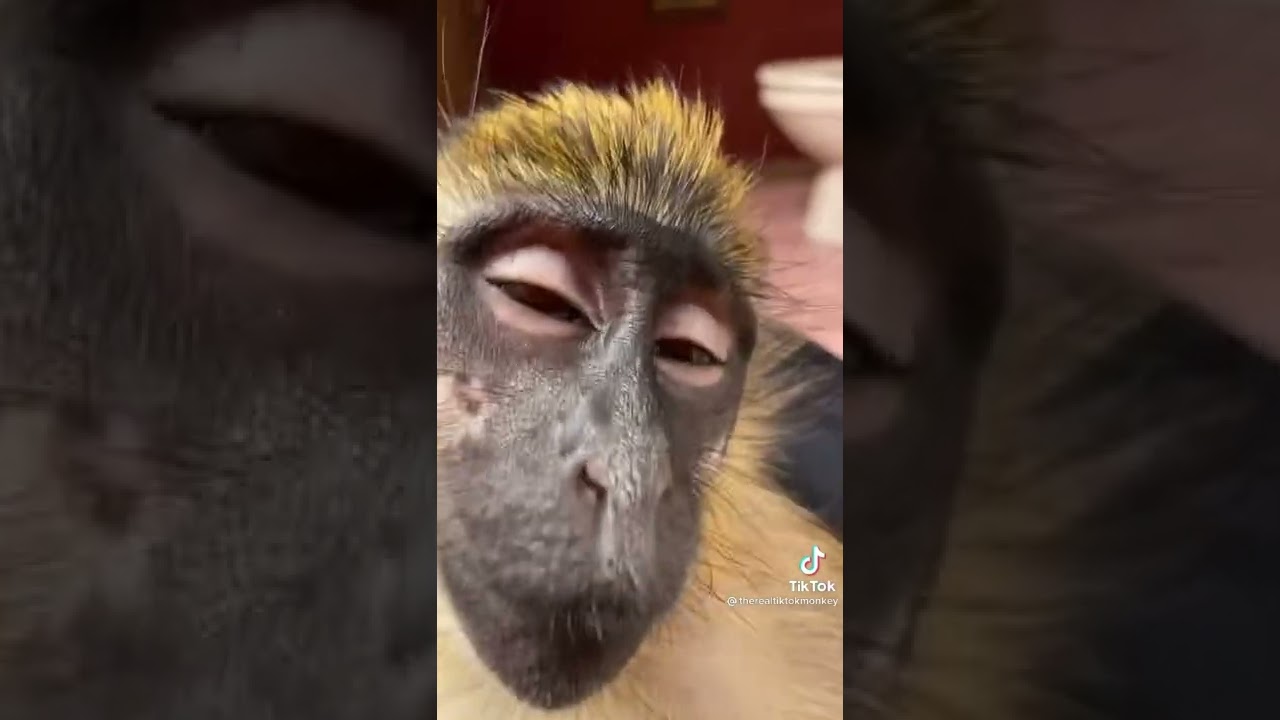 Stoned monkey vibing
