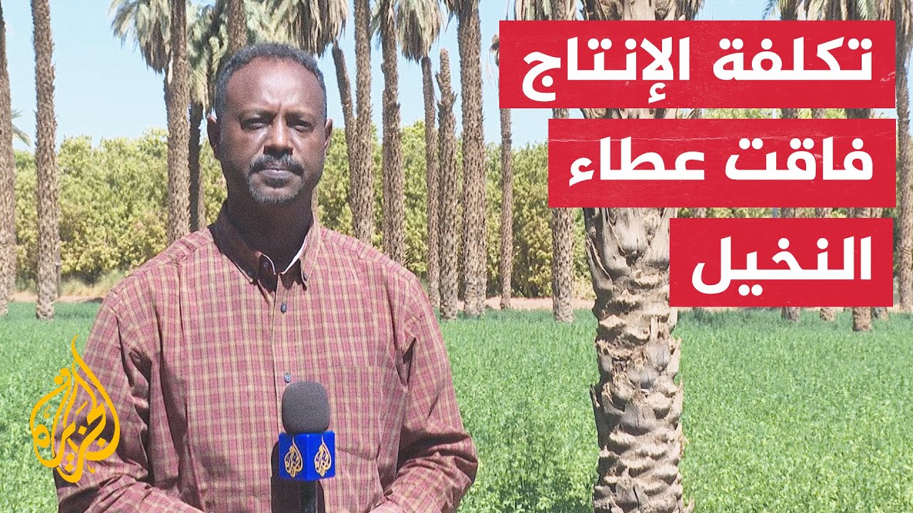 السودان.. تراجع كبير في إنتاج التمور لعدم ربحيتها وكثرة التكاليف