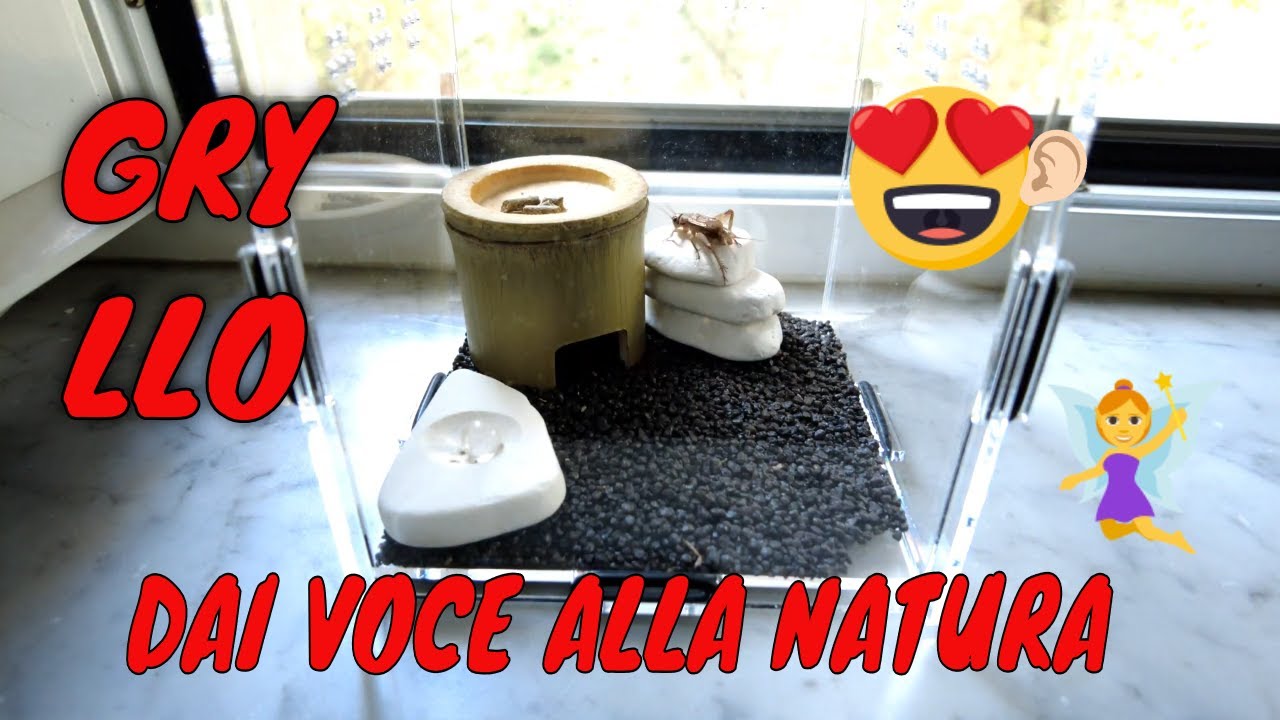 🔴 GRYLLO KIT 🔴BY SMART BUGS 🔝 , ALLEVARE GRILLI CANTERINI IN CASA ORA E' SEMPLICE E DIVERTENTE❗🌾
