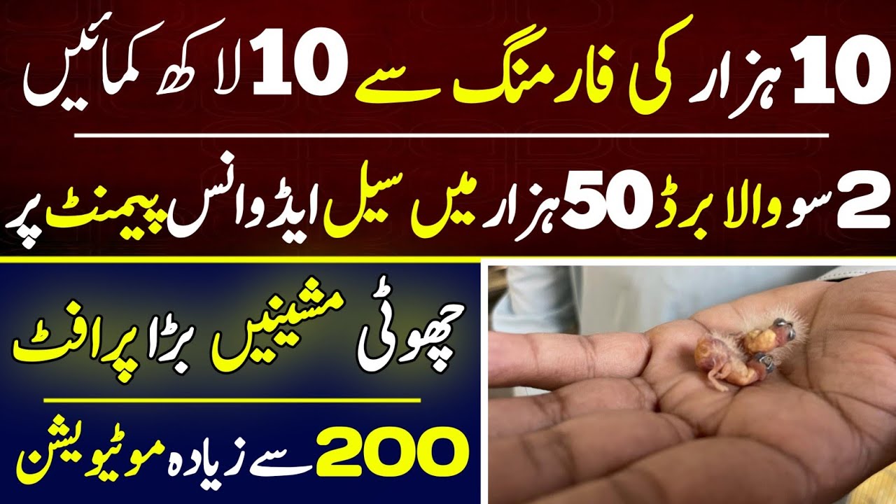How to Start Finch Farming in Pakistan | Breeding syetup at Home | Ma info tv