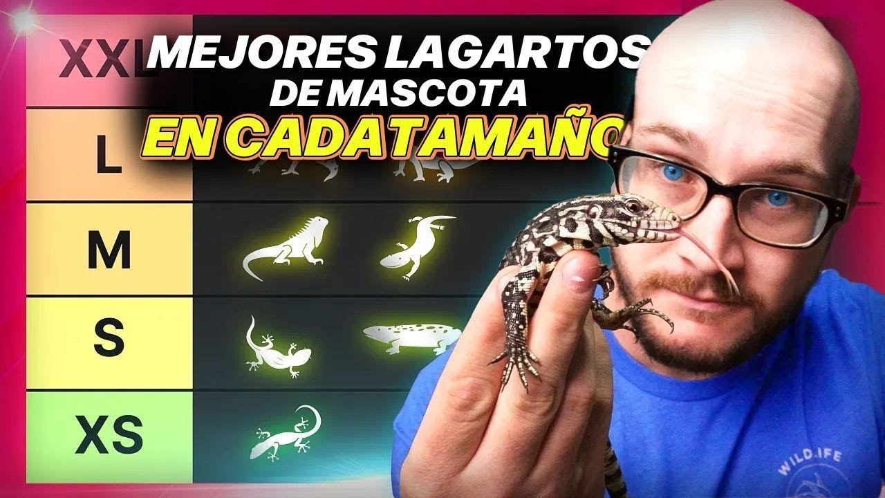 ¡El MEJOR lagarto de mascota en cada tamaño!