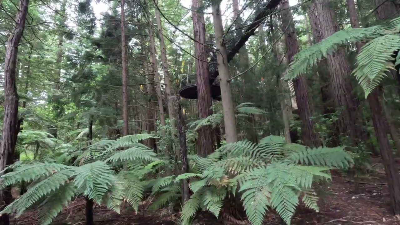 Hiking the Redwood and Silver Fern Forest outside Rotorua New Zealand