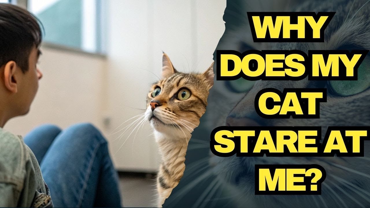 Why Cats Stare At You? Learn What Your Cat Needs