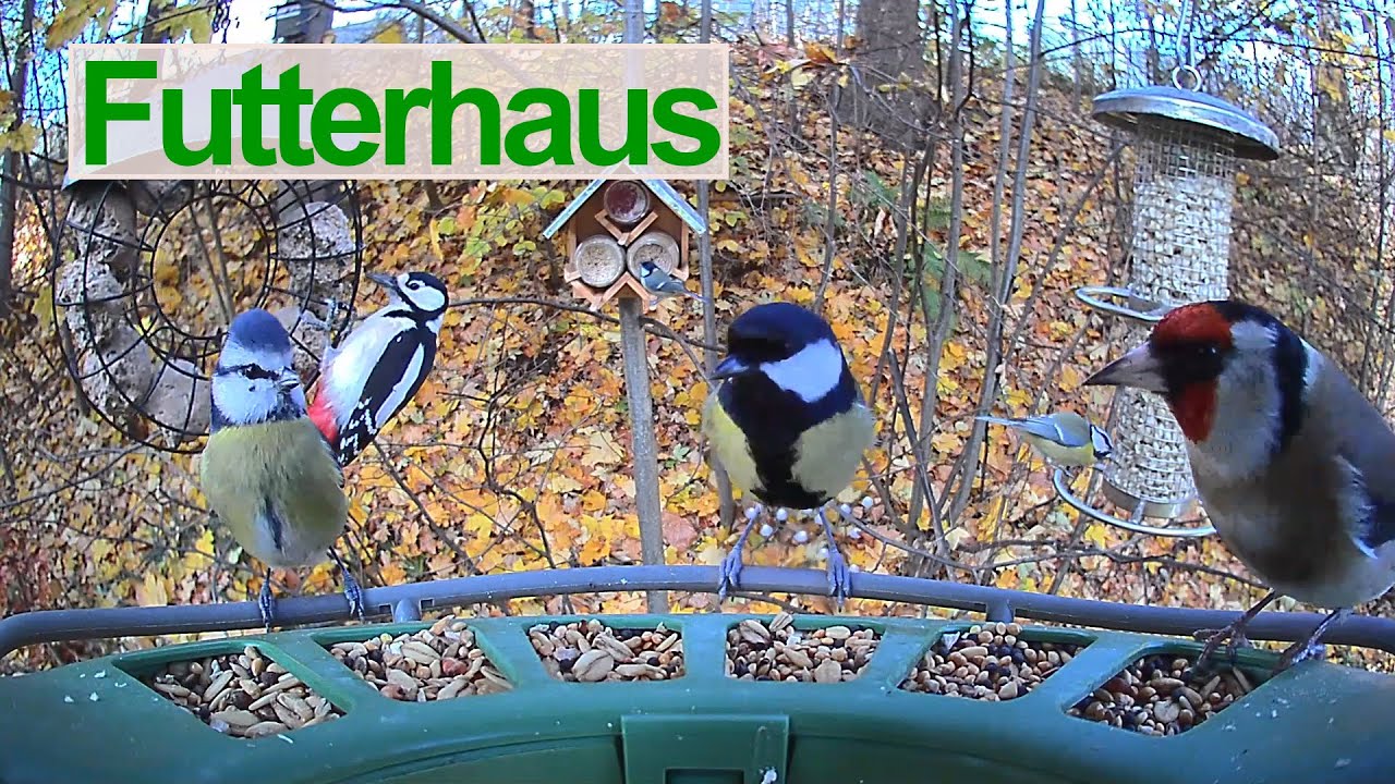 Futterhaus | Aufzeichnung vom 10.03.2026