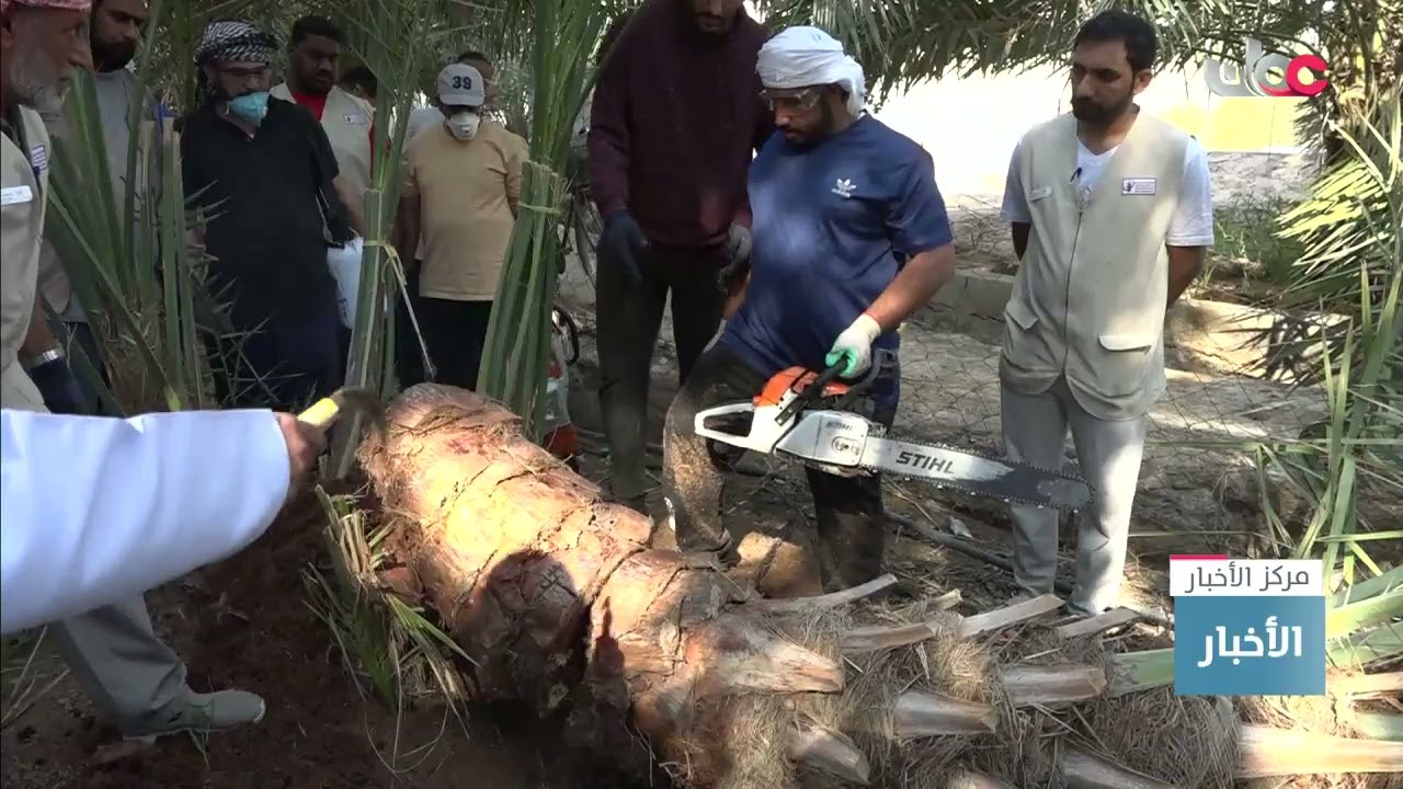 حملة موسعة لمكافحة سوسة النخيل الحمراء بمحافظة الظاهرة