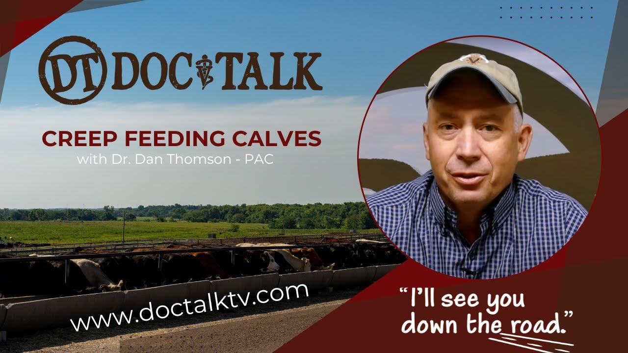 DocTalk Ep 576 - Creep Feed for Calves with Dr. Dan Thomson