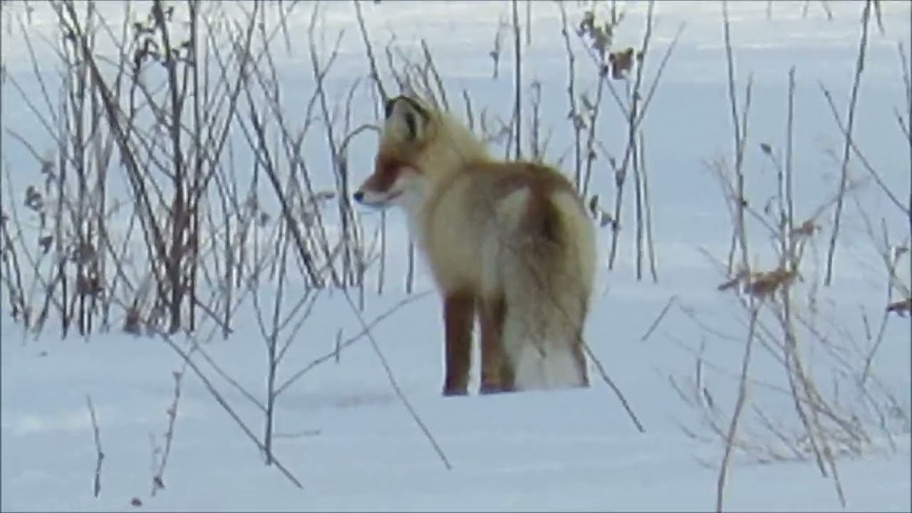 Лисица в поисках пищи. Косуля жирует растение.
