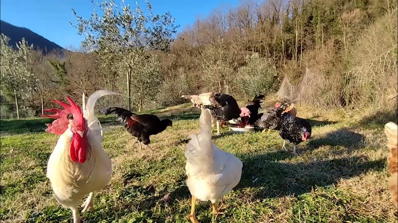 20 minuti nel pollaio insieme alle galline