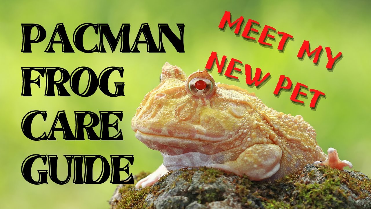 Pacman Frog: Enclosure Setup and Care Guide (Tagalog) | Optima Winners and New Giveaway
