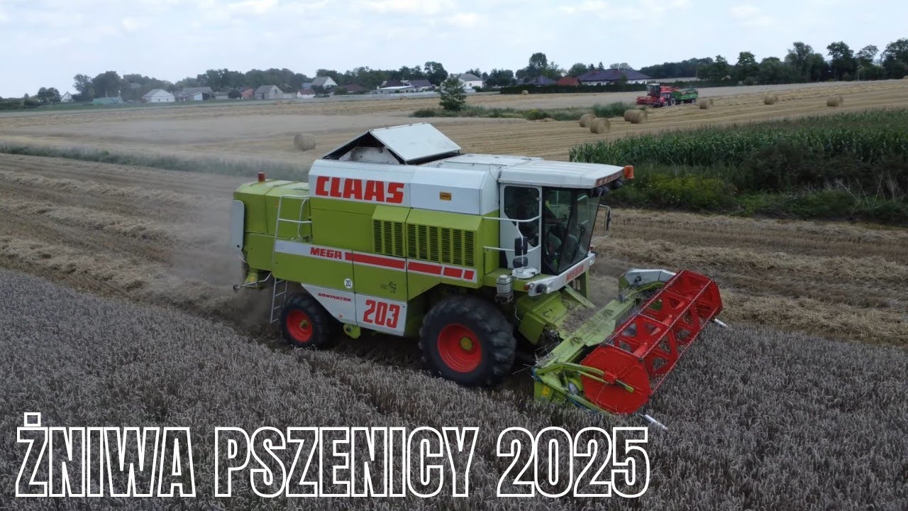 🔥Żniwa Pszenicy 2025🔥Claas Dominator 203 Mega🔥GR Lemar🔥