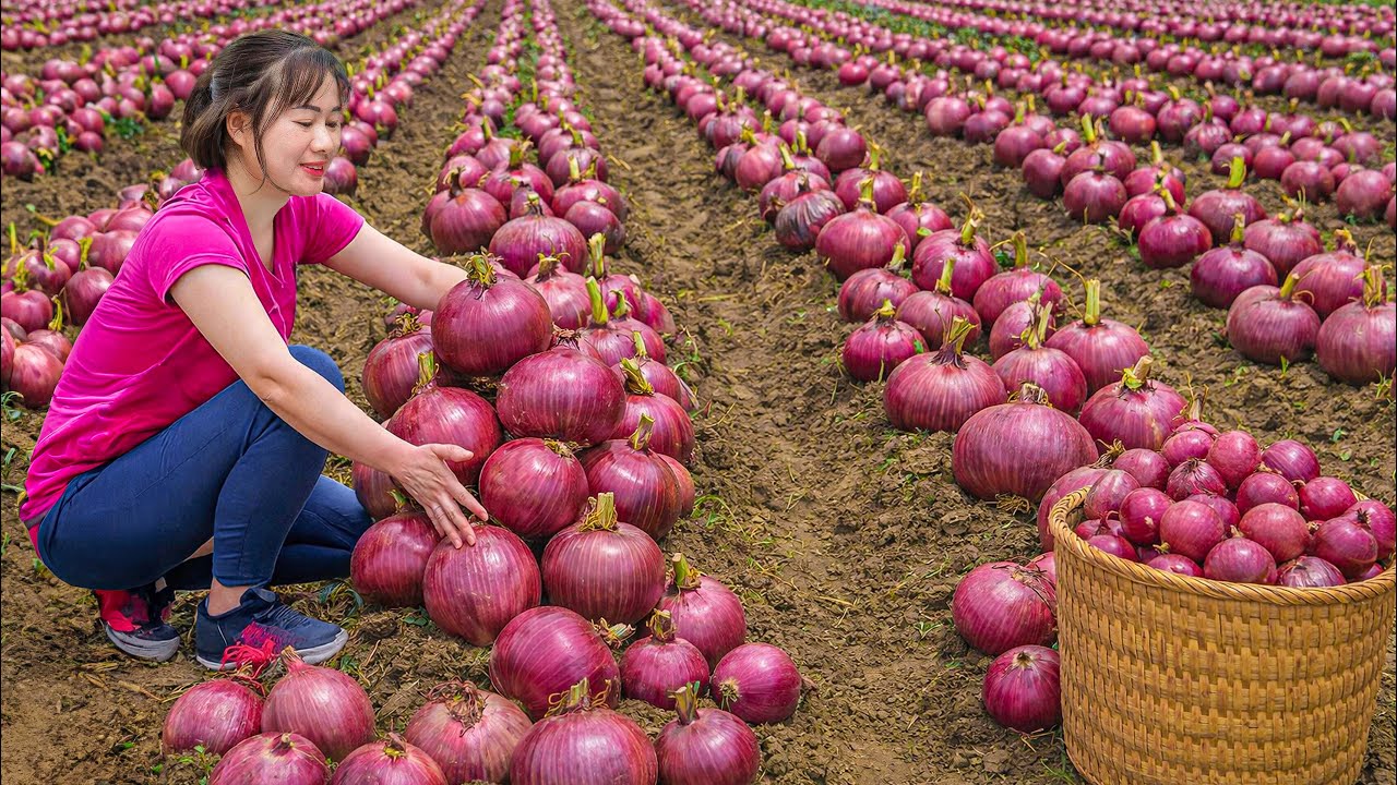 Harvesting GIANT Red Onions to Sell | Massive Traditional Onion Soup Before Market Day