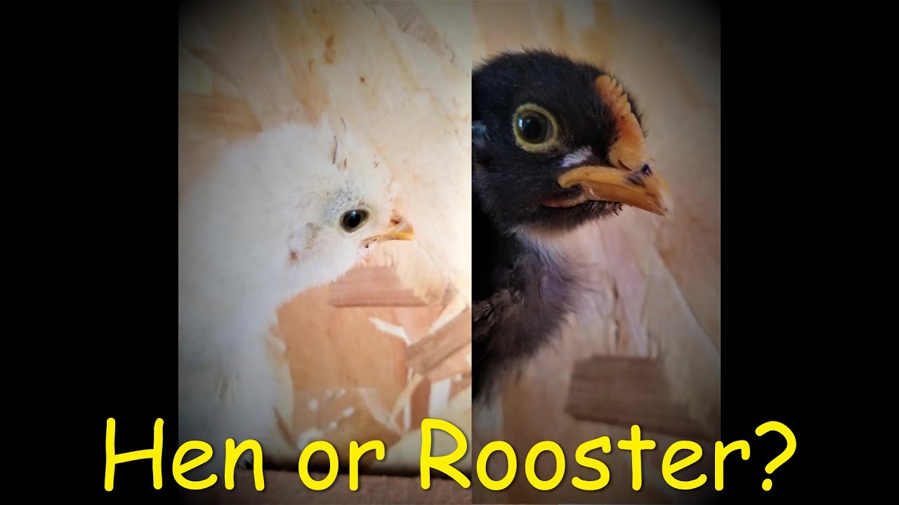 Sexing chicks at 3 weeks old!
