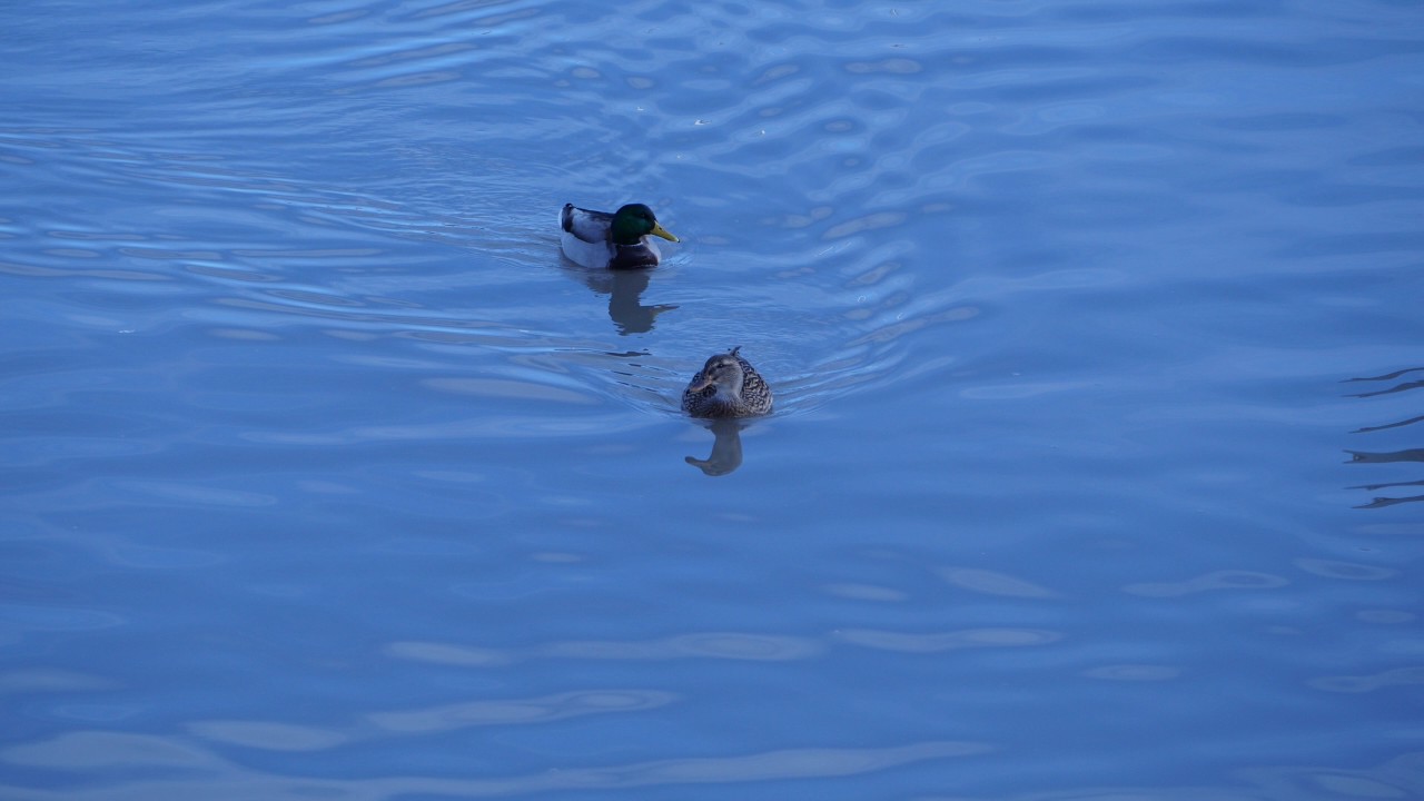 GH4-R Test - Ducks in the Marina