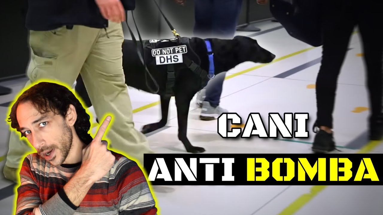 COME si ADDESTRANO i CANI da RICERCA OLFATTIVA dell' ESERCITO