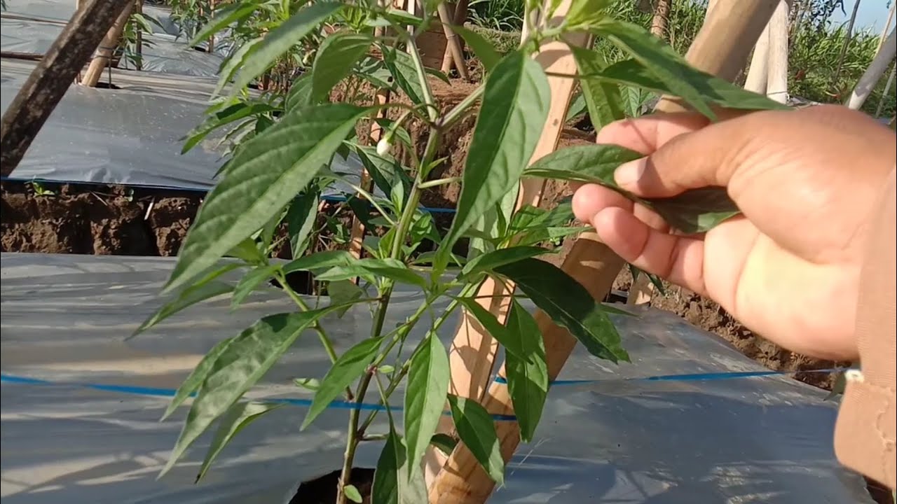 Perawatan Cabe Merah Kriting Tangguh F1