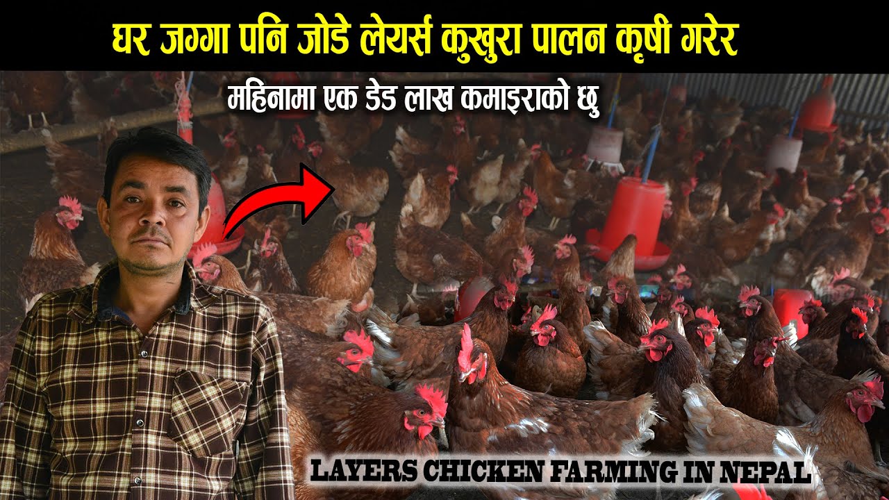 घर जग्गा पनि जोडे लेयर्स कुखुरा कृषी गरेर - Layers chicken farming in Nepal - Poultry farming