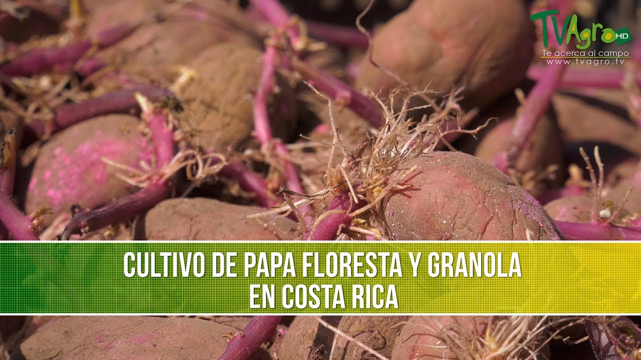 Cultivo de Papa Floresta y Granola en Costa Rica- TvAgro por Juan Gonzalo Angel Restrepo