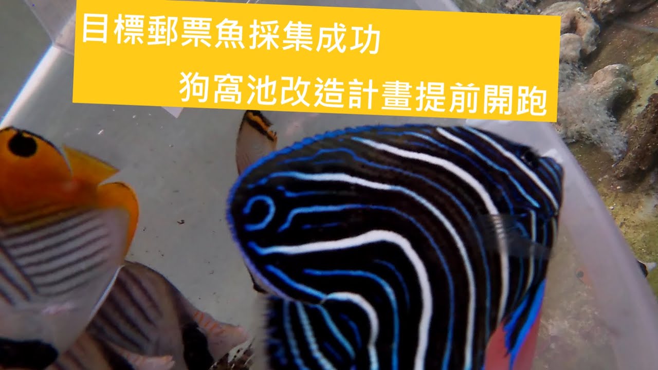 迴游池生物參展&狗窩池晉升花美池