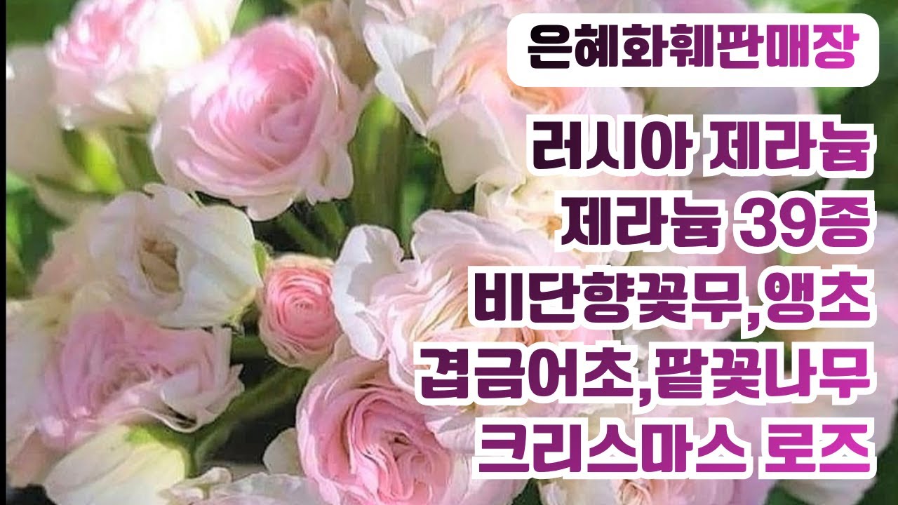 은혜화훼판매장🌳전화주문010 2651 4421#제라늄39종사바나 화이트스플래쉬,롤리팝 마리스카,메디오칼로리나#크리스마스로즈#비단향꽃무#겹금어초#다이아시아#팥꽃나무#마라고이데스앵초🌳