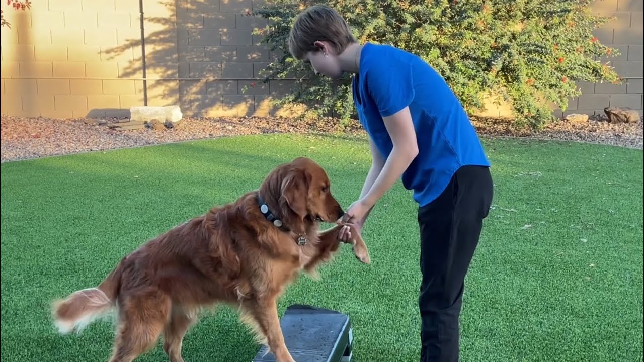 Certified Professional Canine Fitness Trainer Application