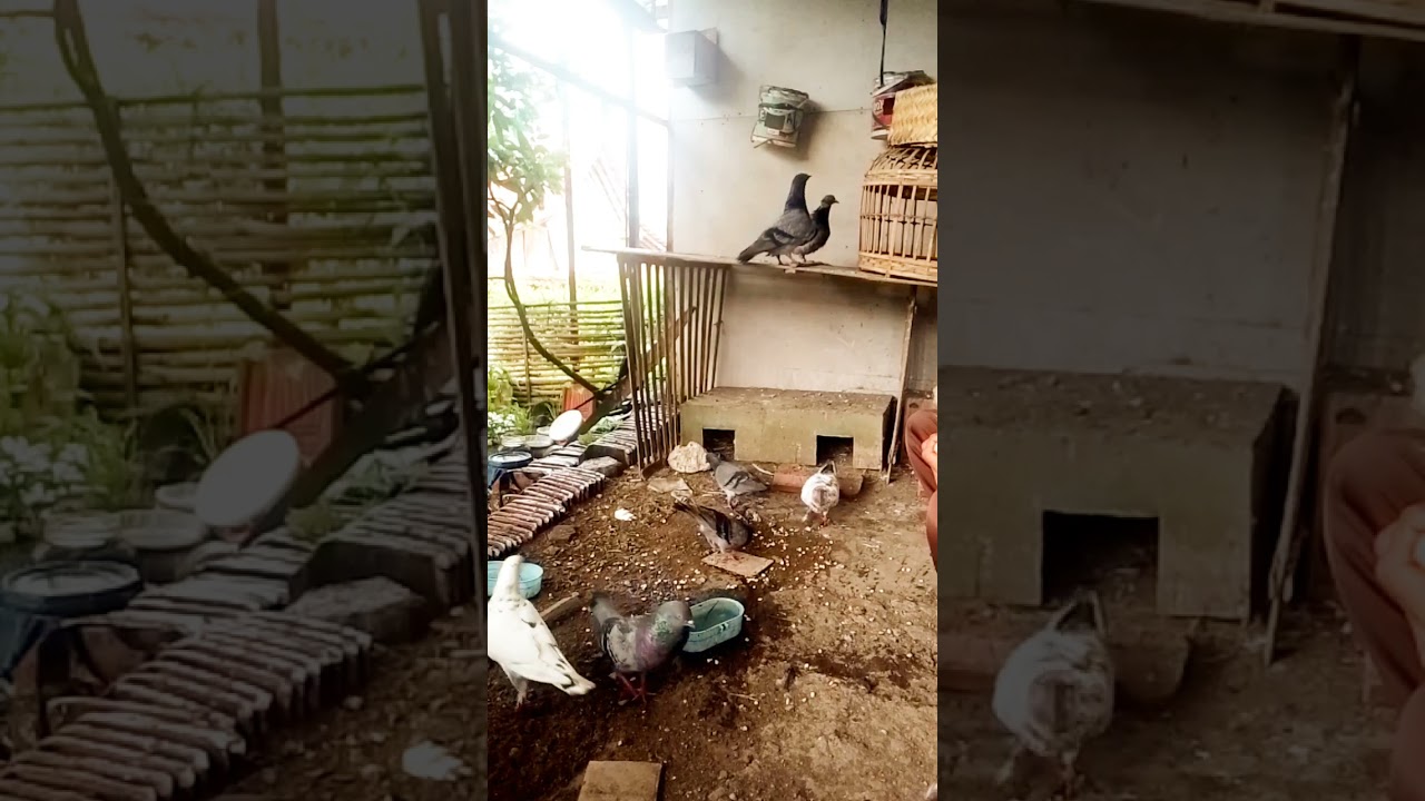 #trending #pecintamerpati #merpatijawa #pigeon #hewanpeliharaan #trending #fyp 