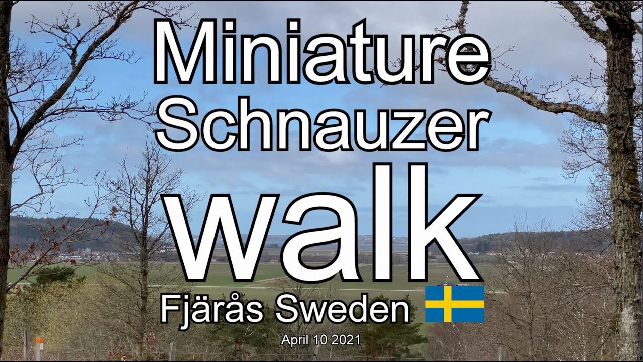 MINIATURE SCHNAUZER WALK FJÄRÅS (4K)