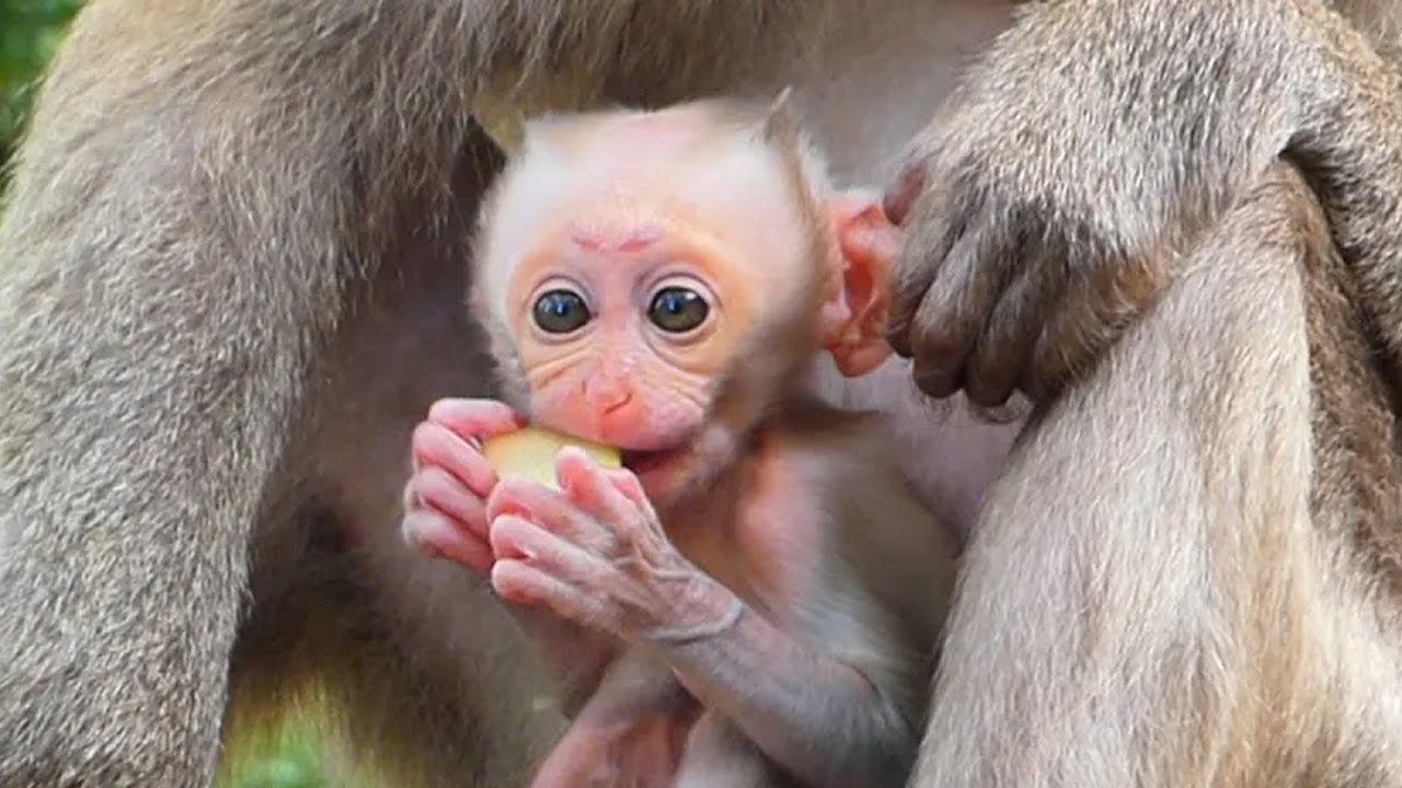 Baby Monkey So Hungry but Can’t Chew Yet — Mama’s Gentle Care Melts Hearts 🍼🐒