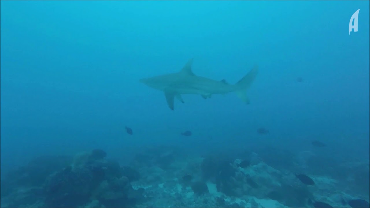 Chasse sous marine Polynésie 2018