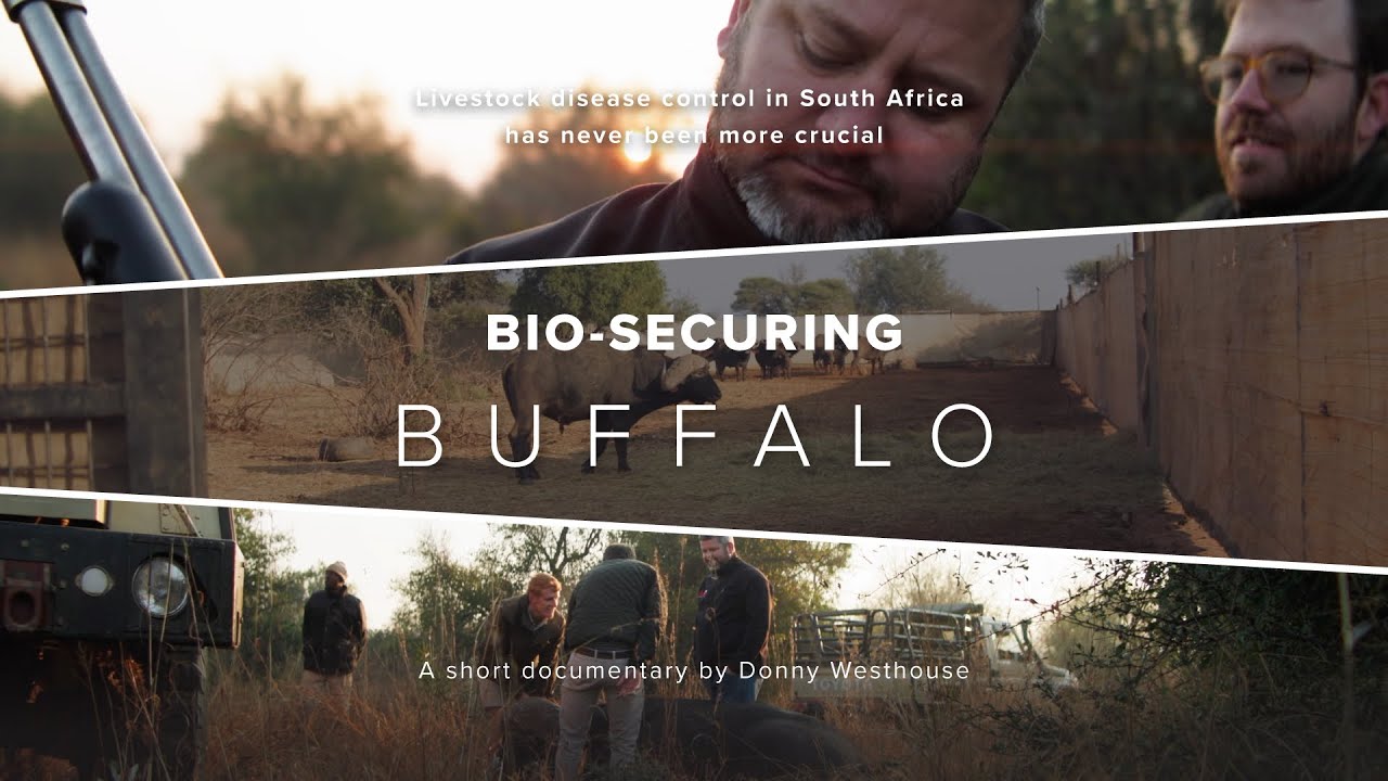 Bio-securing Buffalo | Dr. David Pretorius Wildlife Vet