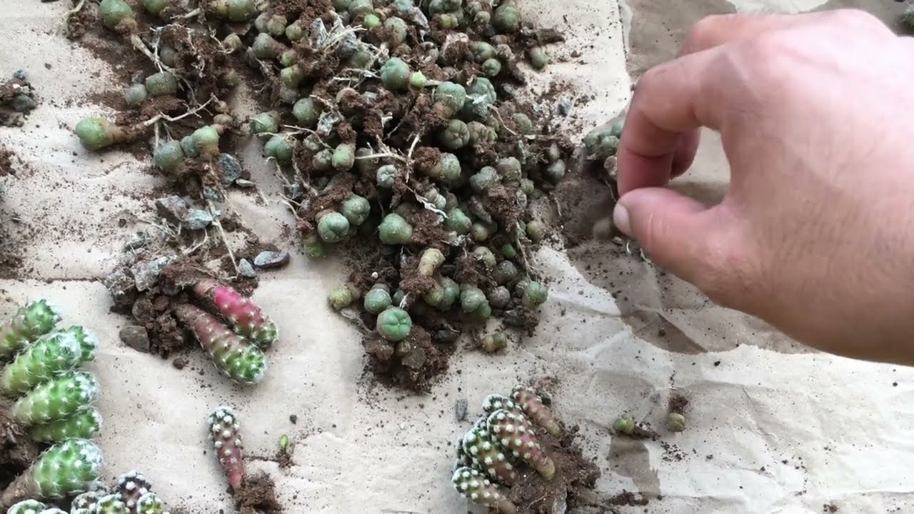Trimmed over 300 seedling roots. Overestimated experiments I can realistically do.