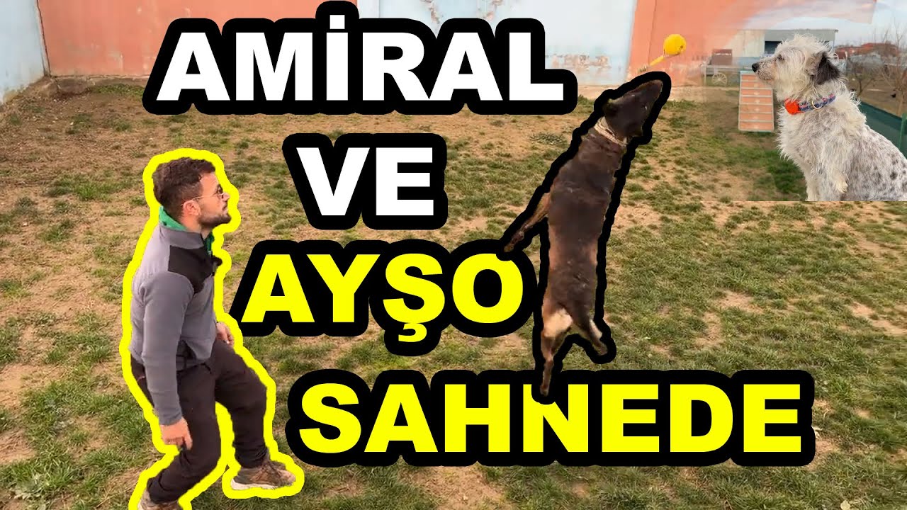 AMİRAL VE AYŞOOO SAHNEDE :) #eyüpdoğan #malinois #belçikakurdu #eydog #doberman #belgianmalinois