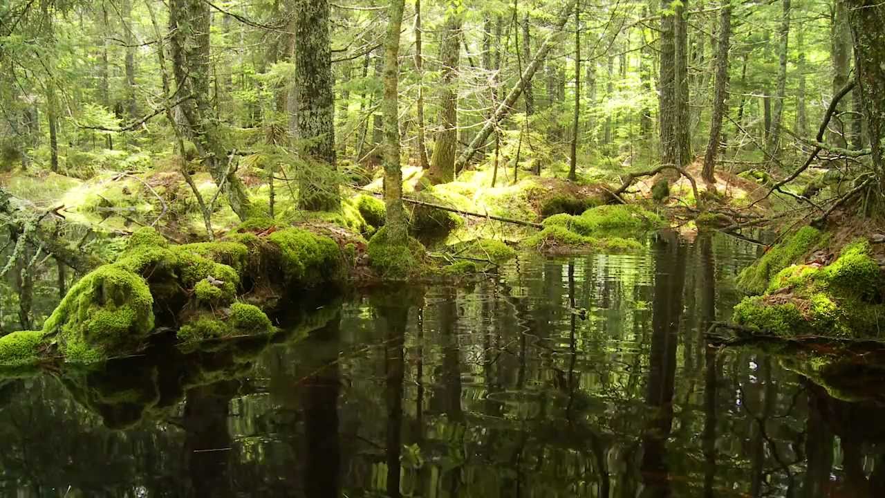 Identifying Vernal Pools in the Moosehead Lake Region