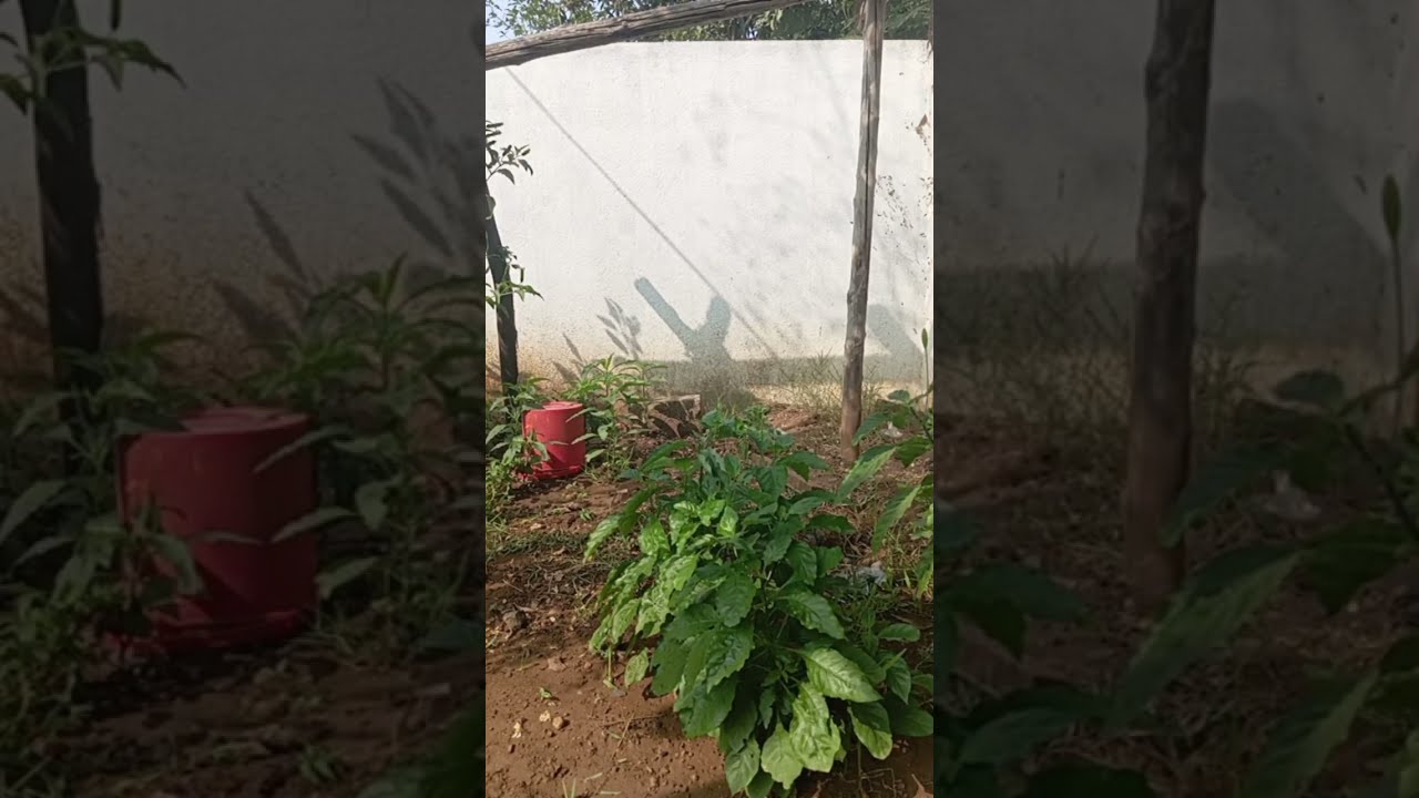 Village  cooking  garden vlogs is live