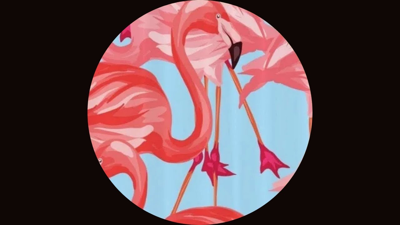 Marcu Rares - Flamingo Around