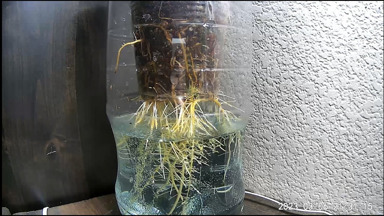 Kratky fig experiment.. see how to turns out!