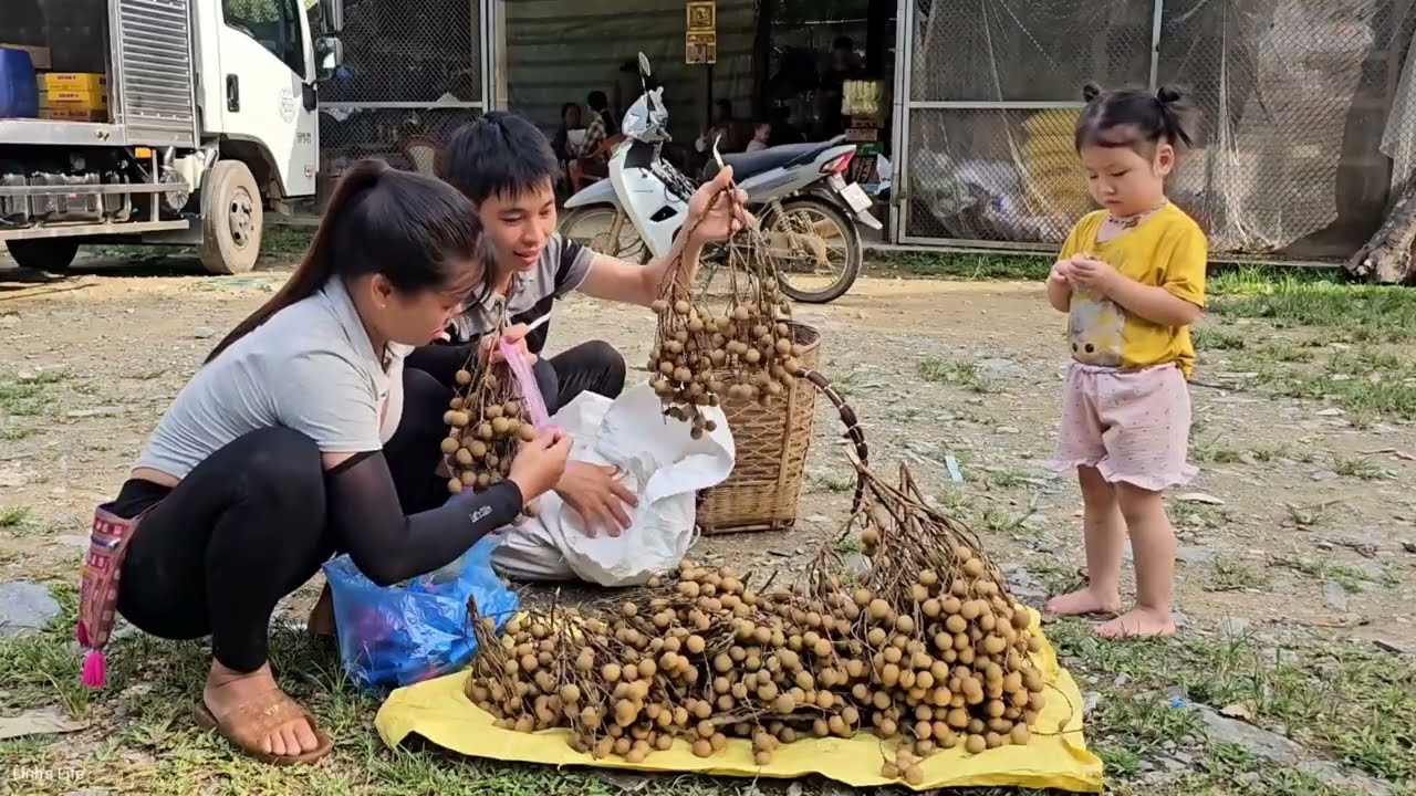 Full Video 15 days: Harvesting Longan, Banana, Bamboo Shoots and Fruits for sale | Linh's Life
