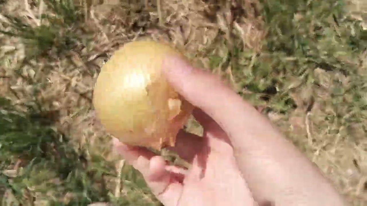 Lost Survival SKİLLS find food find water (challenge)