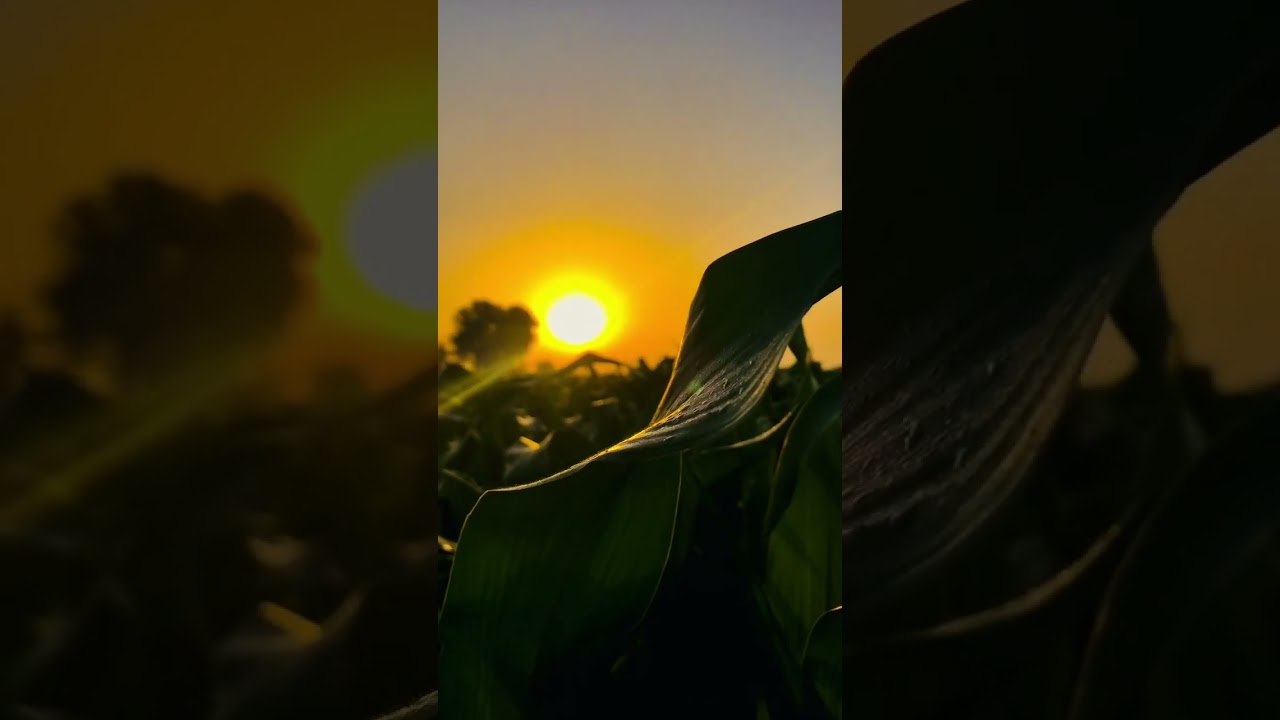 Beautiful Tilawat&hearts;️||#trendingtilawat #viralqurantilawat #foryou #quranrecitation #youtubeshorts