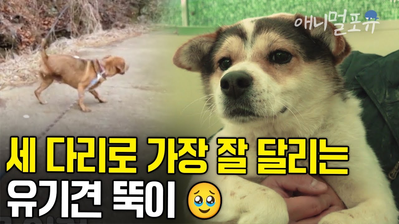 세 다리로 가장 잘 달리는 유기견 뚝이🥹 유기견 보호소 일일 봉사에 가다! | KBS 전국을 달리다 스페셜 220506 방송