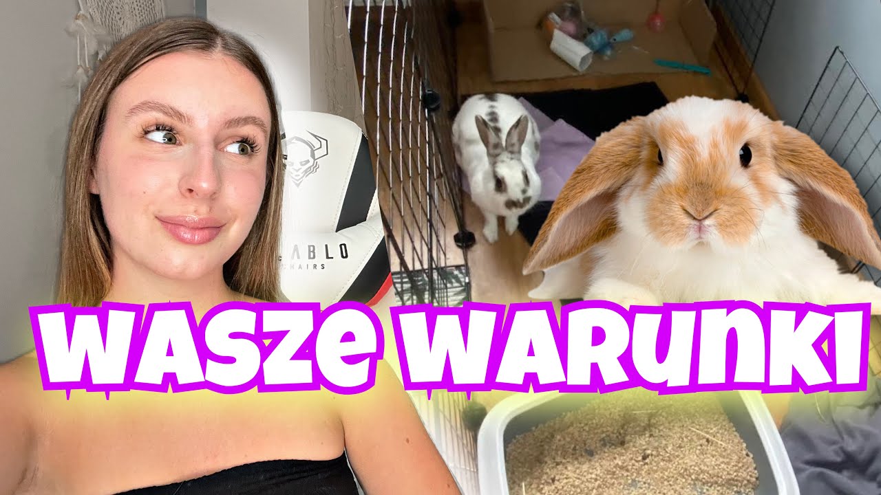 OCENIAM WARUNKI WASZYCH KRÓLIKÓW #5