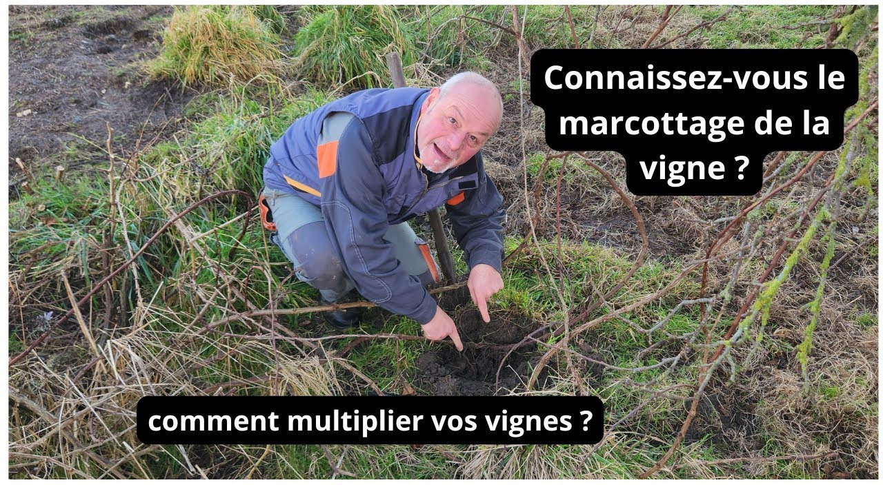 Connaissez-vous le marcottage de la vigne ? Comment planter votre vigne ?