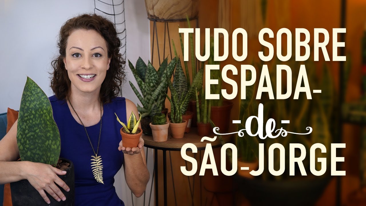 ESPADA-DE-SÃO-JORGE, de SANTA BÁRBARA, de OGUM: Dossiê das SANSEVIERIAS