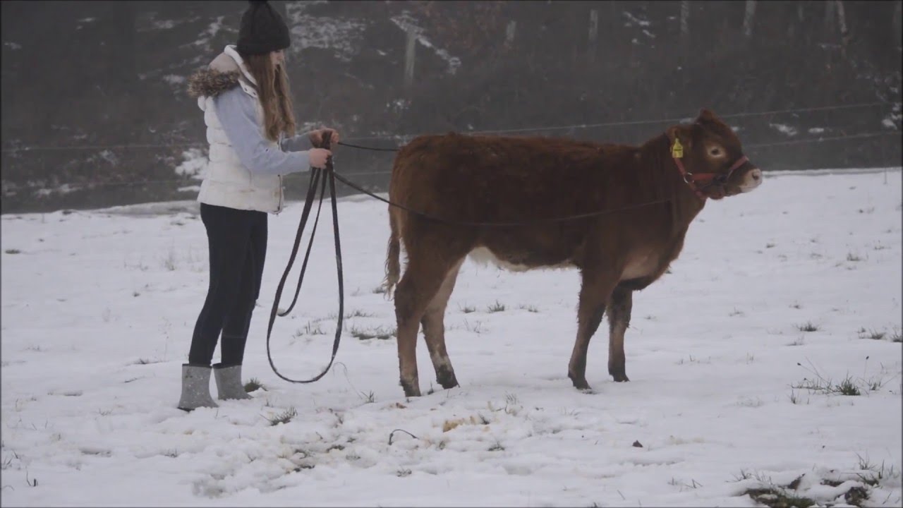 Langzügelarbeit mit Mira-bella