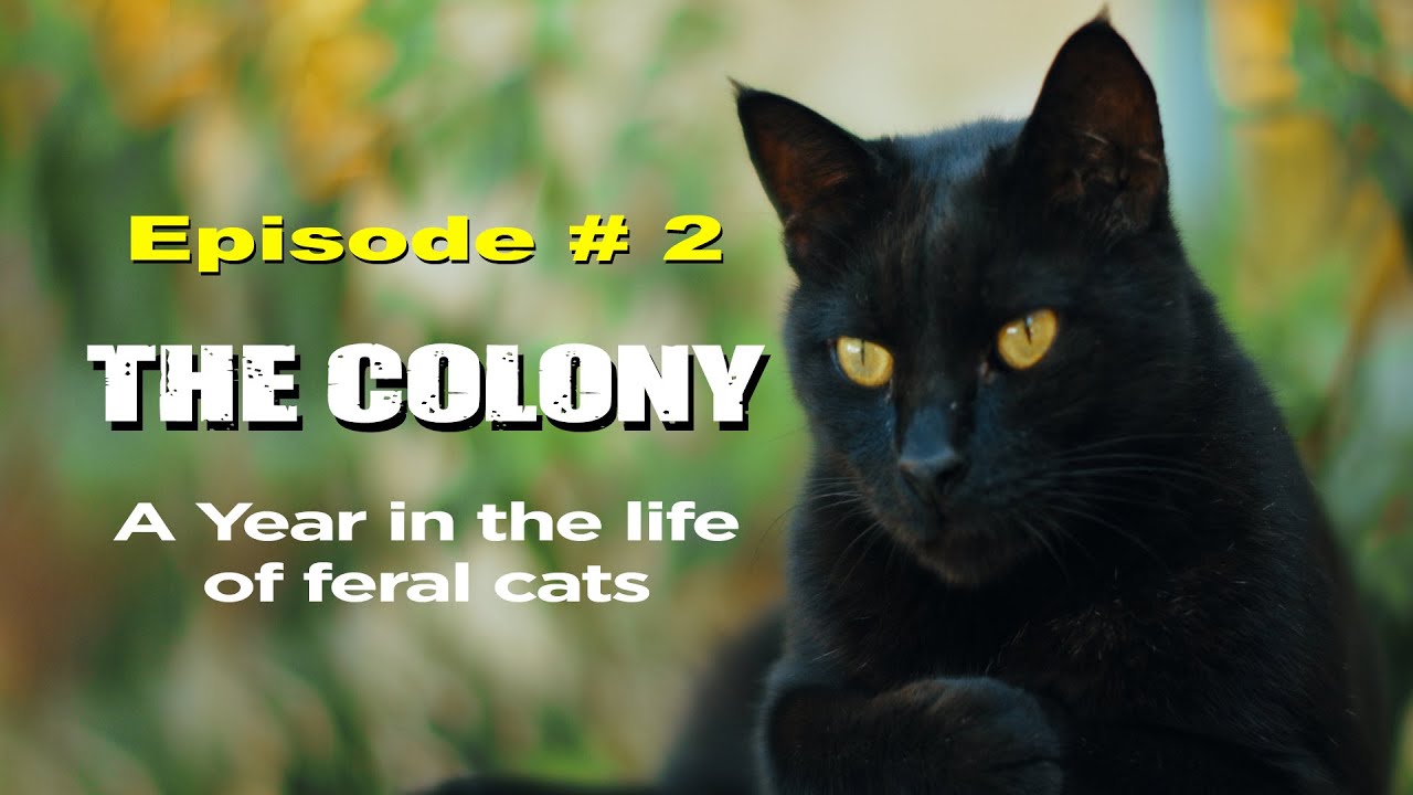 Life of Feral Cats &bull; THE COLONY: Eps. 2